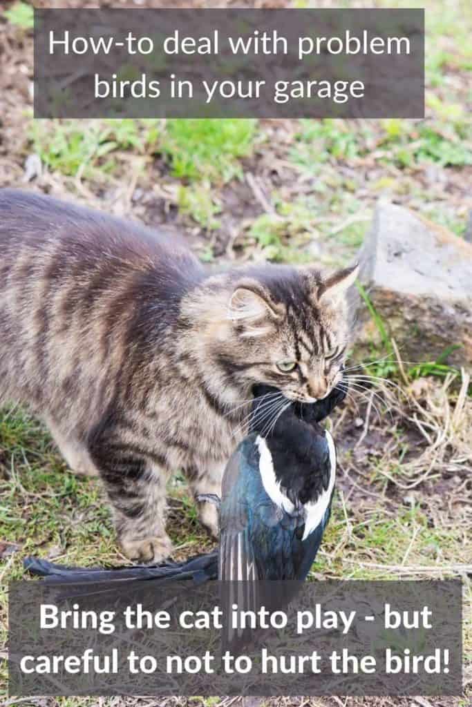 bird in my garage cat helps