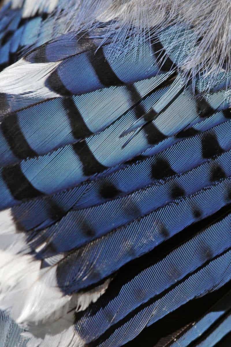 Blue jay in natural setting representing religious symbolism