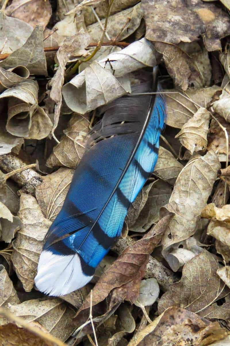 Blue jay feather positioned near throat area symbolizing chakra connection