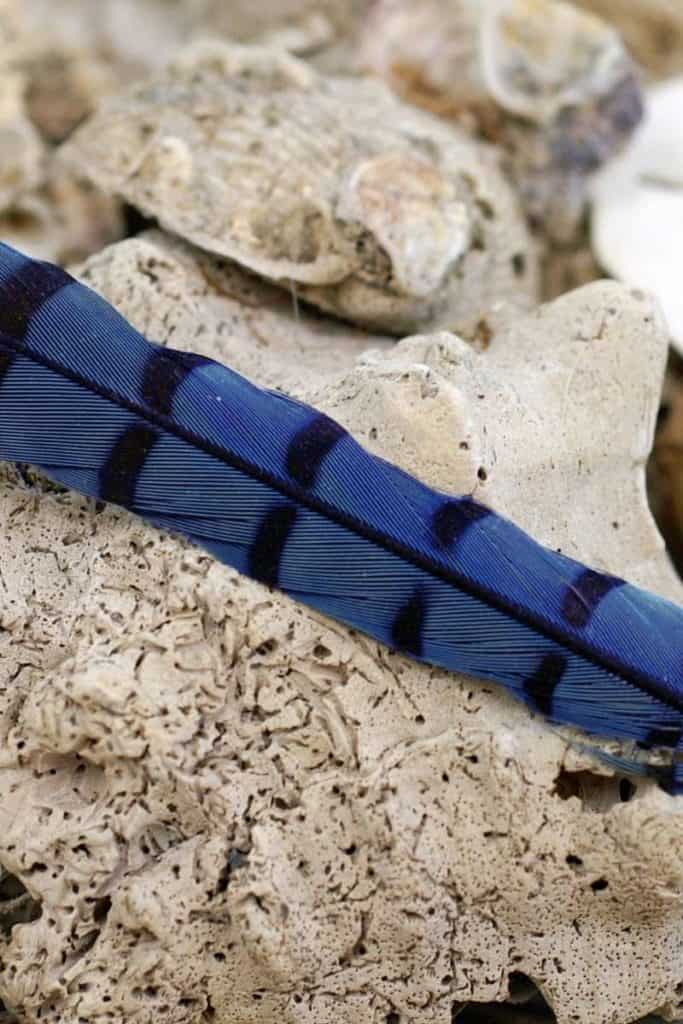 blue jay father looks 3 Unpacking the Blue Jay Feather's Symbolism