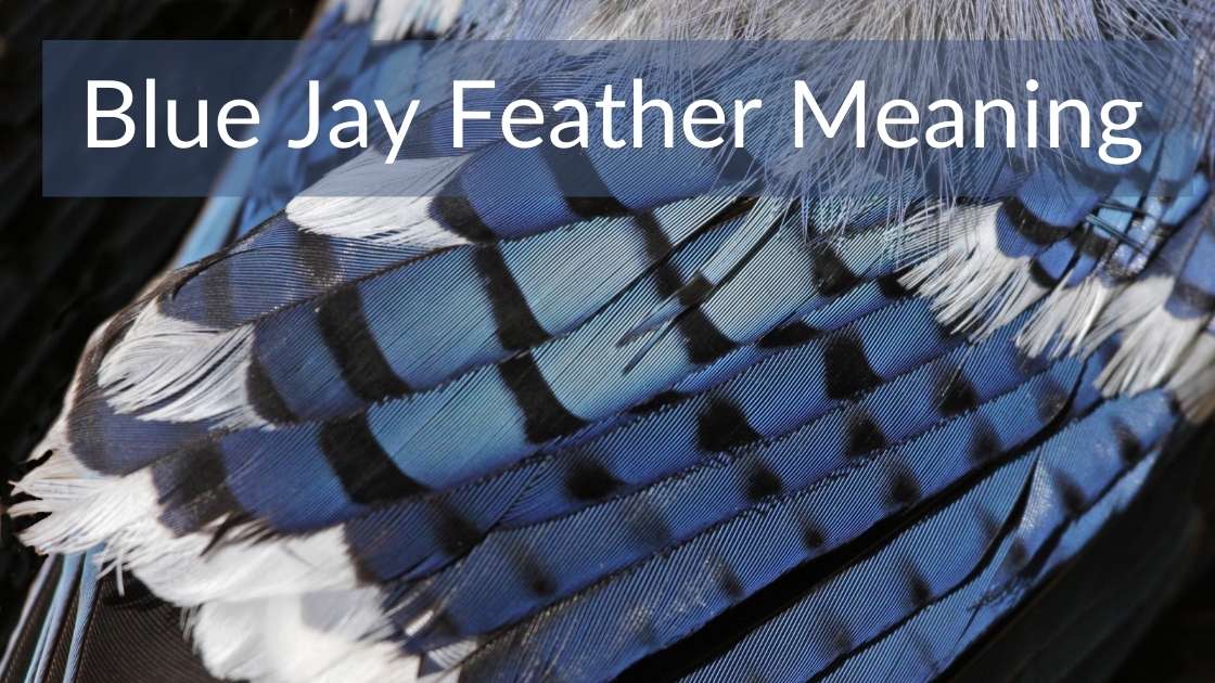 The Blue Jay Feather S Symbolism And Meaning The Full Guide