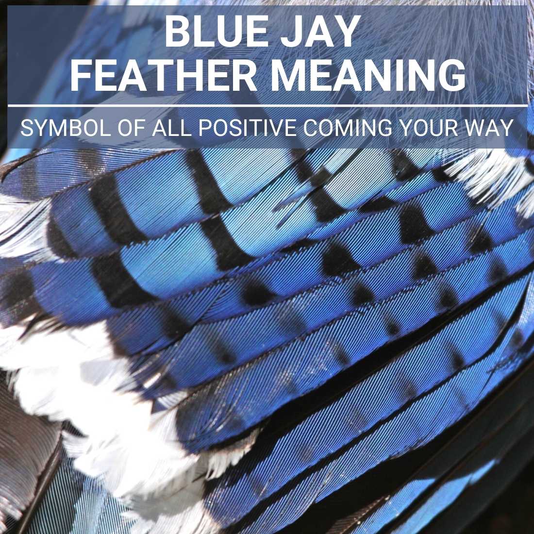 blue jay feather meaning