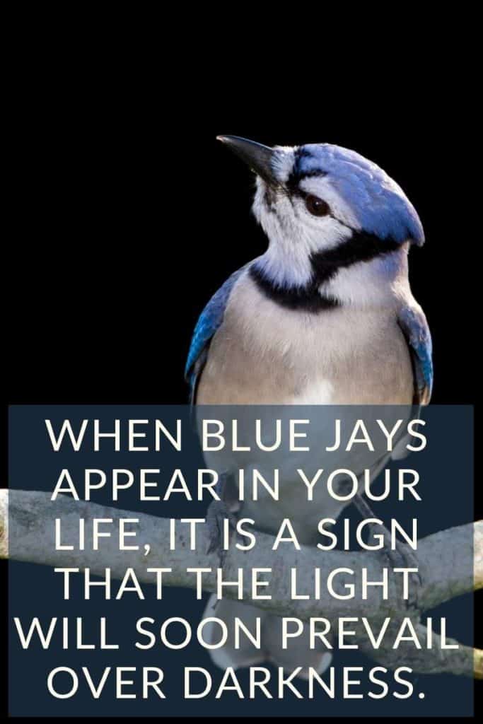 The Blue Jay Feather S Symbolism And Meaning The Full Guide