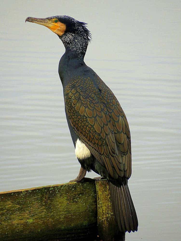 cormorant Totem Animal