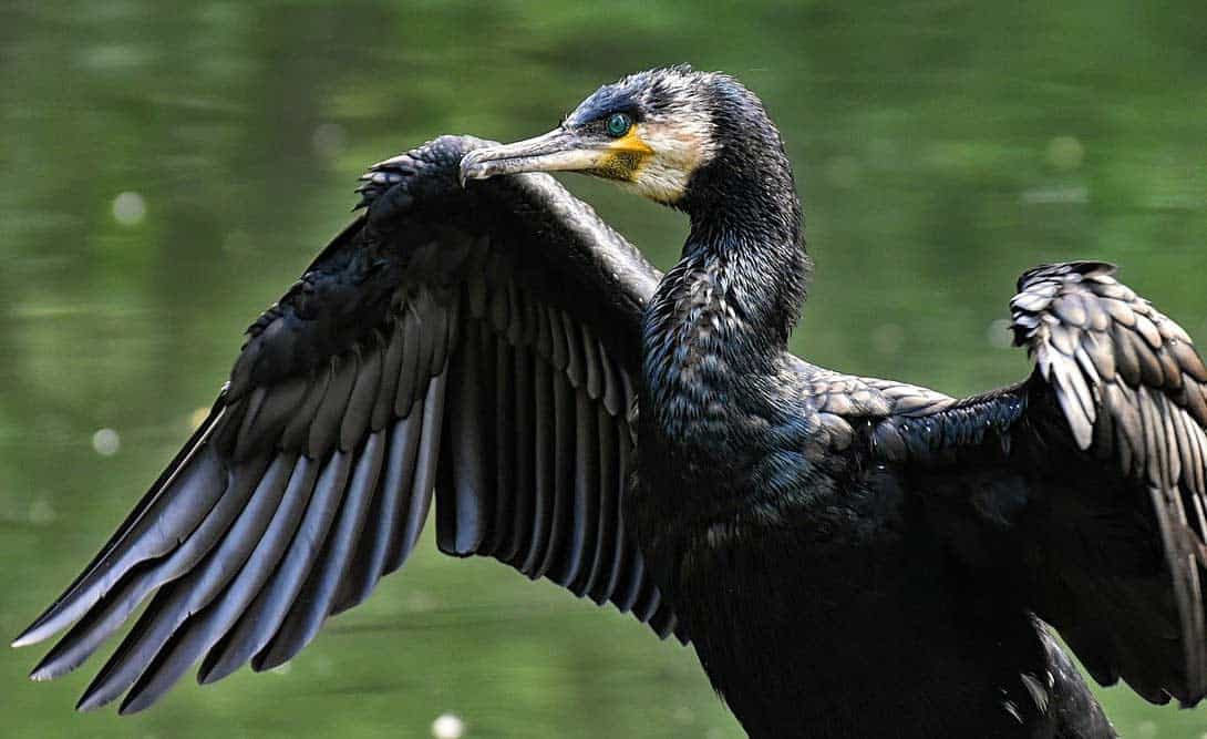 cormorant-symbolism