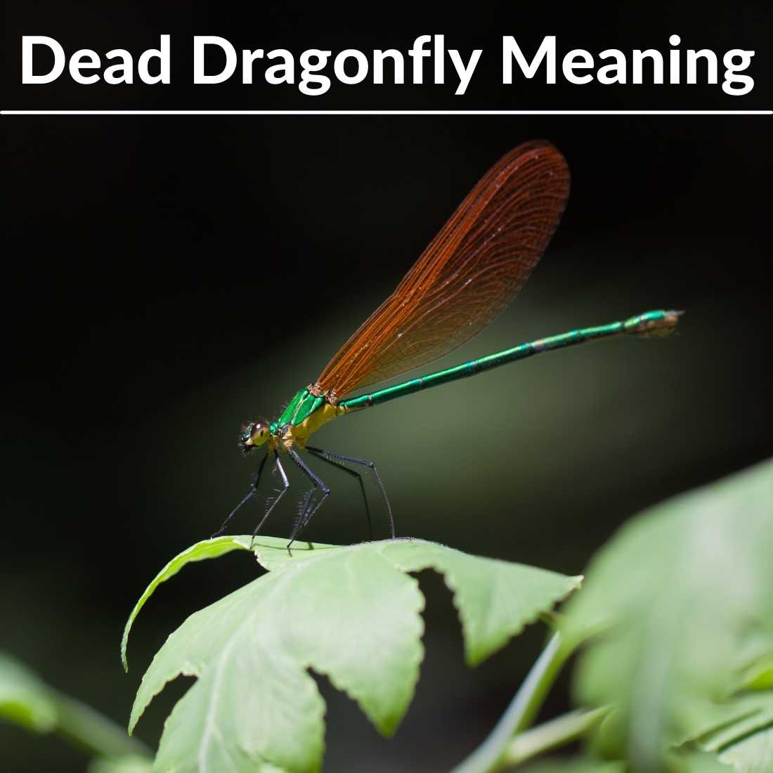 dead dragonfly meaning