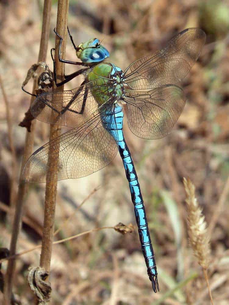 dragonfly death