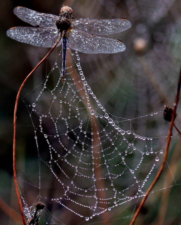 dragonfly in house meaning