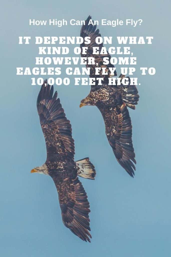 eagles flying high