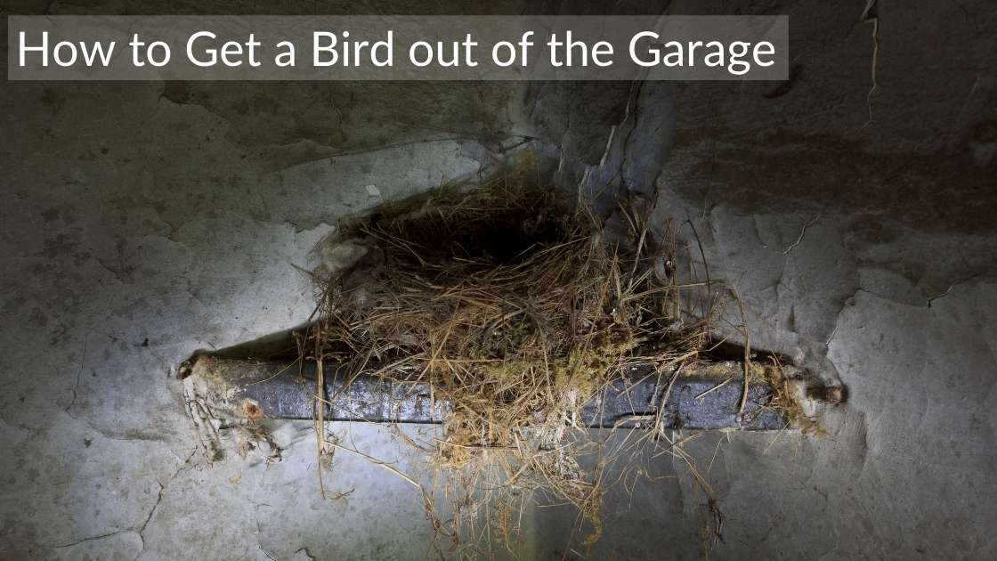 how to get bird out of garage
