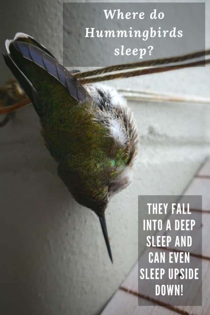 hummingbirds sleep upside down Nighty-Night Hummingbirds: Sleep Locations - Where Do Hummingbirds Sleep?
