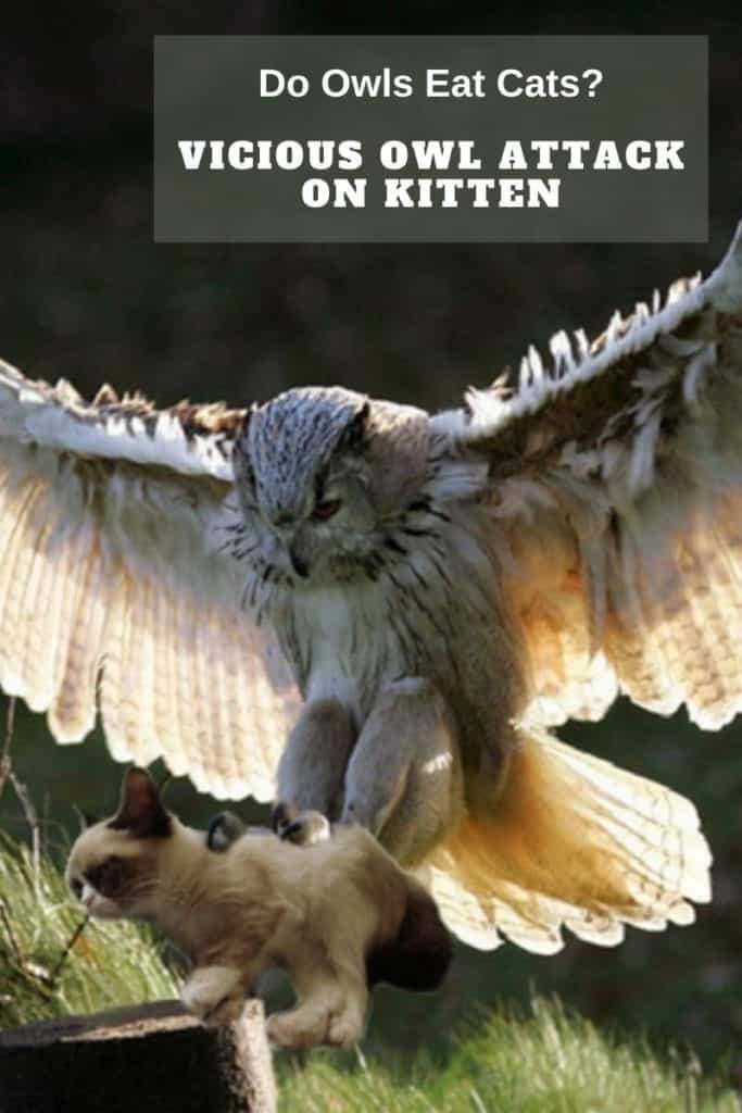 owl attacks kitten