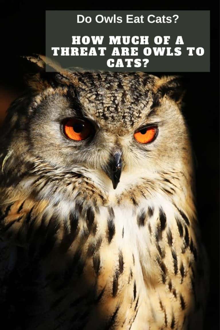 Do Owls Eat Cats? Read The Guide And Protect Your Cat!