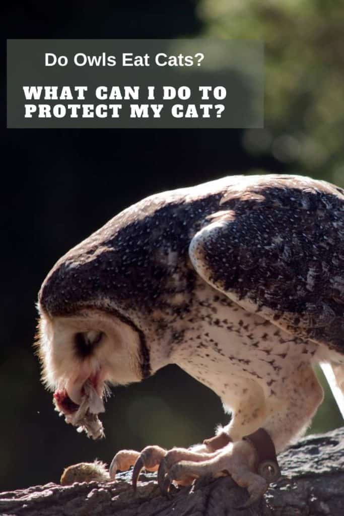 protect cat from owls