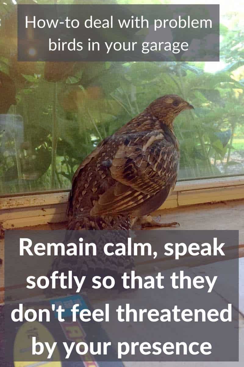 How To Get A Bird Out Of The Garage: A Step-by-Step Guide