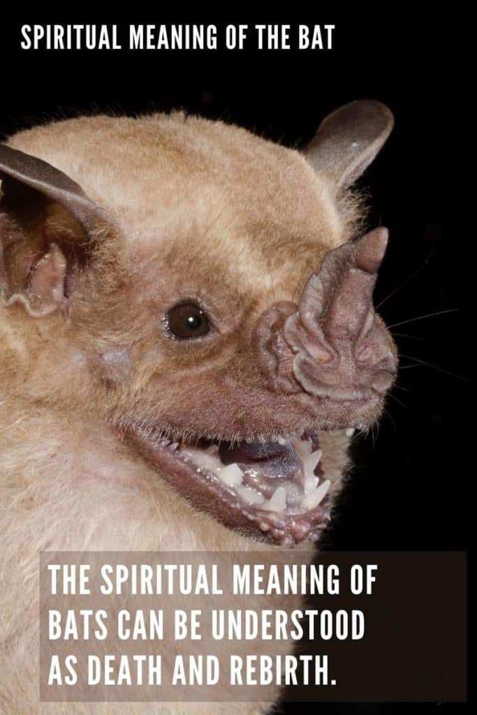 spiritual meaning of the bat