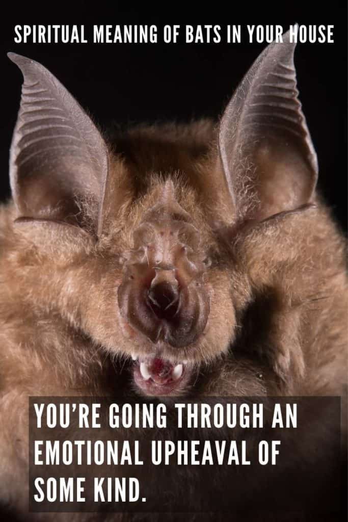 meaning bat in house