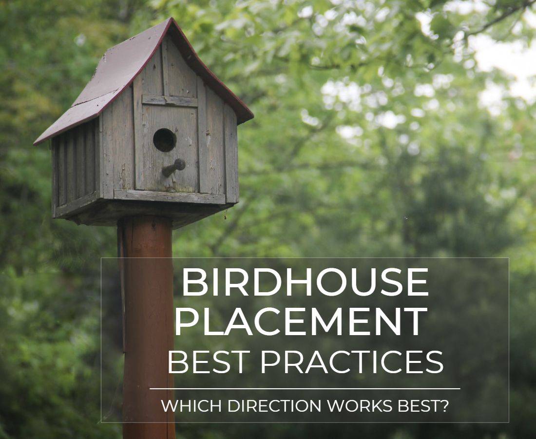 what direction should a birdhouse face