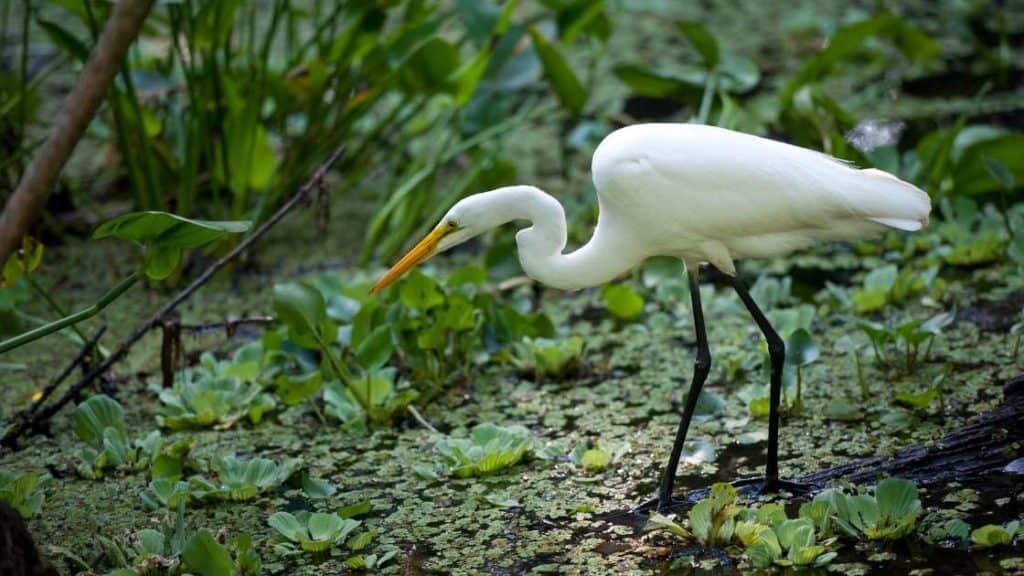 white Ibis meaning