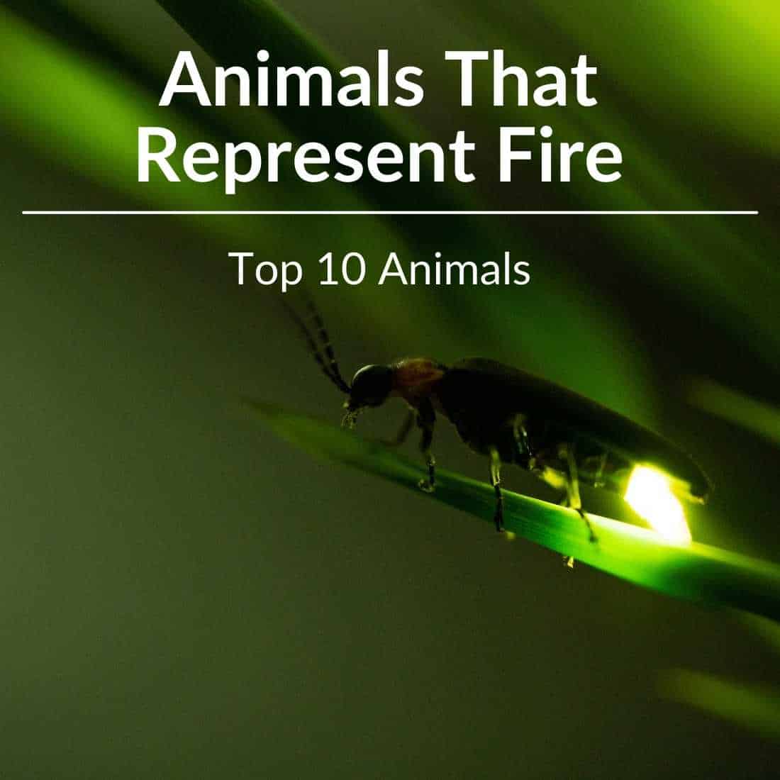 Animals That Represent Fire