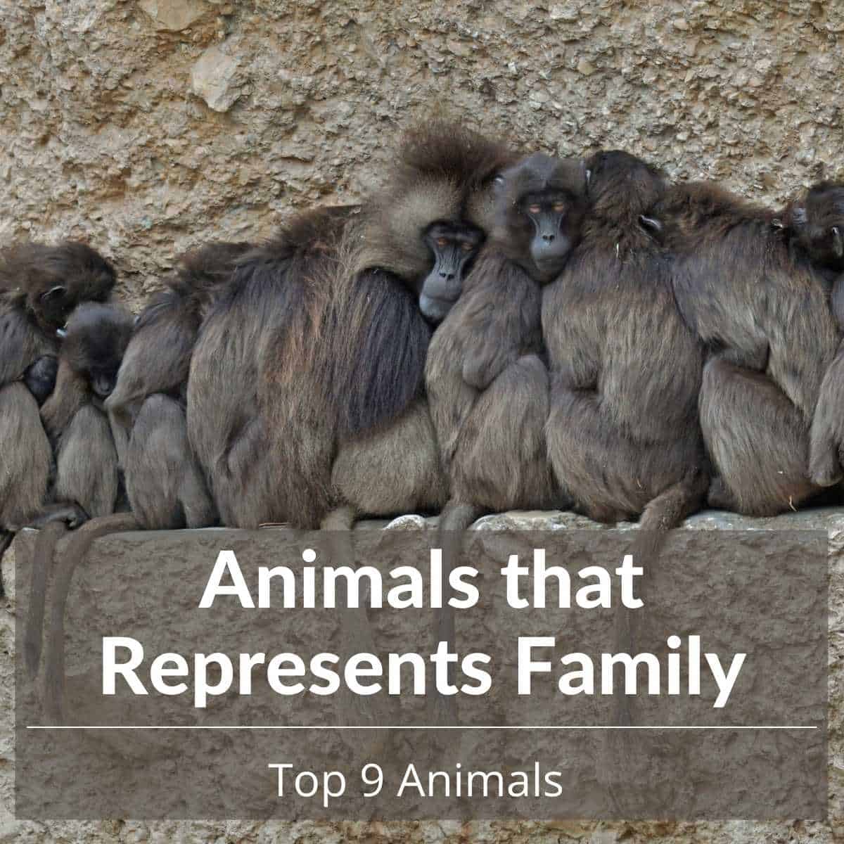 Animals that Represents Family