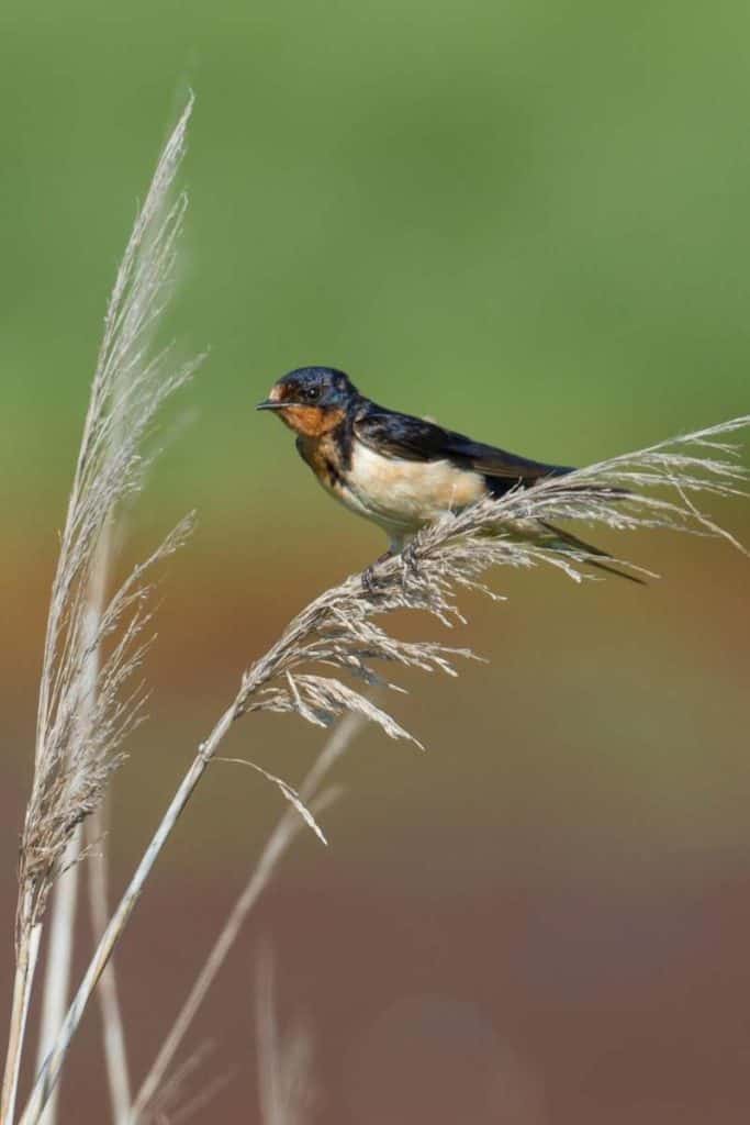 barn swallow