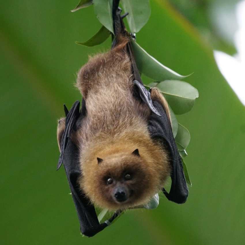 Bat That Represent Wisdom