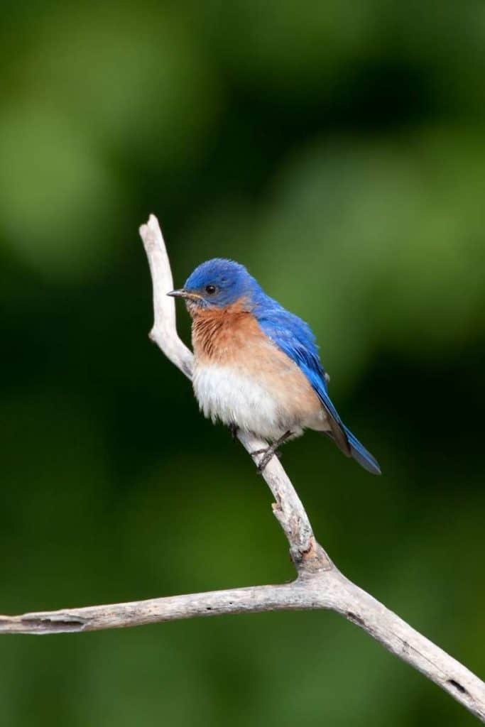 Bluebird Symbolism in bible