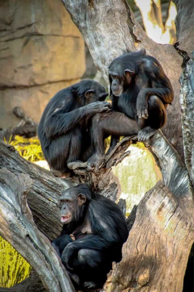 Chimpanzees family