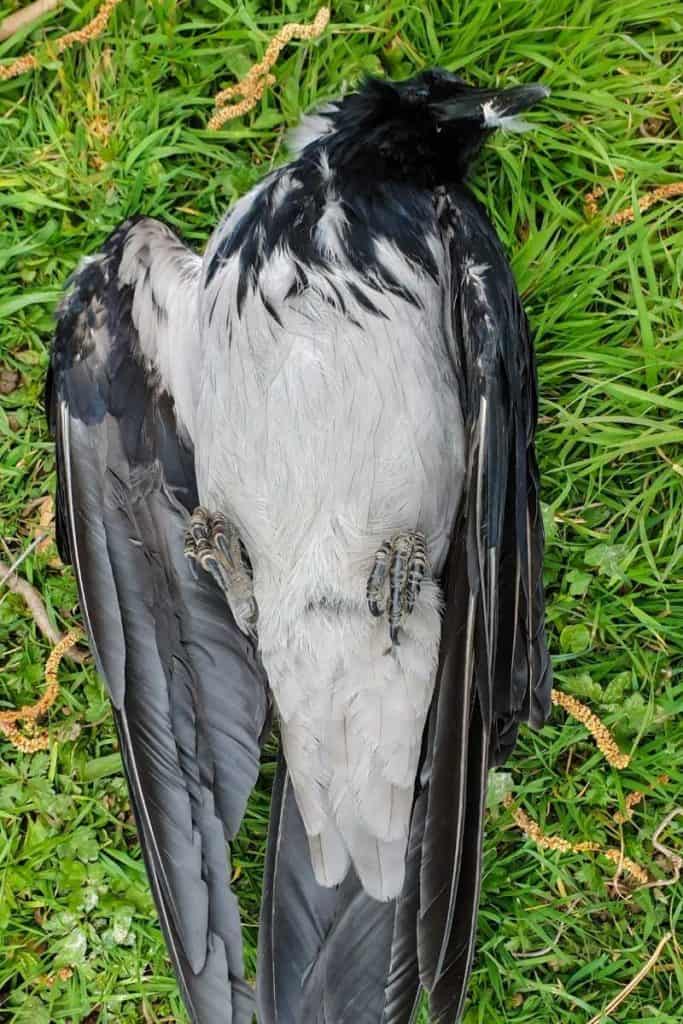 dead crow symbolic meaning