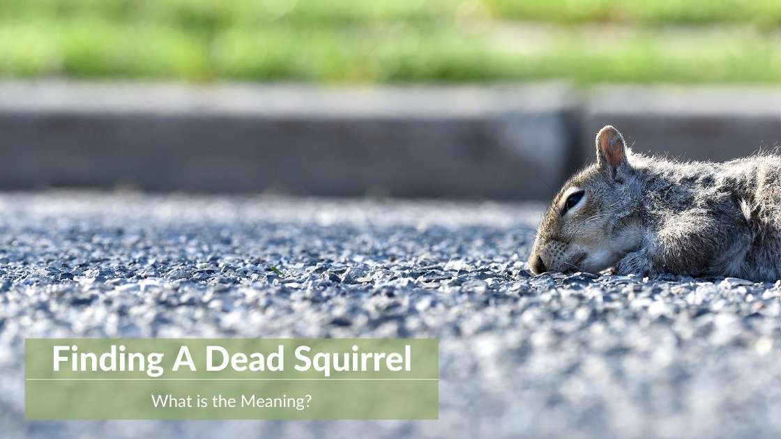 Dead Squirrel Meaning