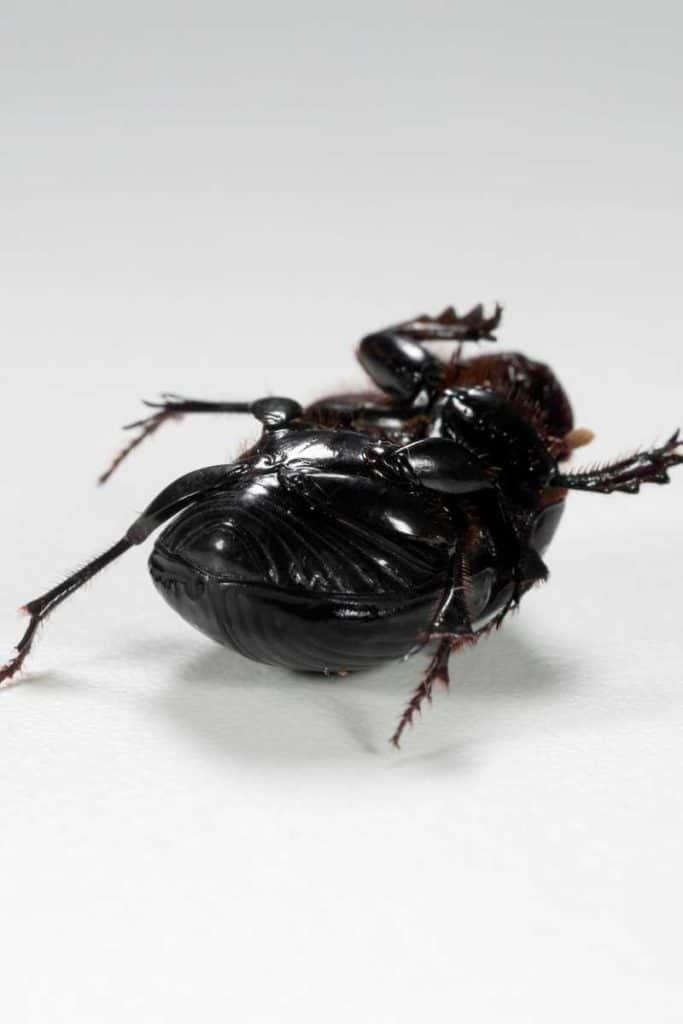 Dead beetle spiritual meaning