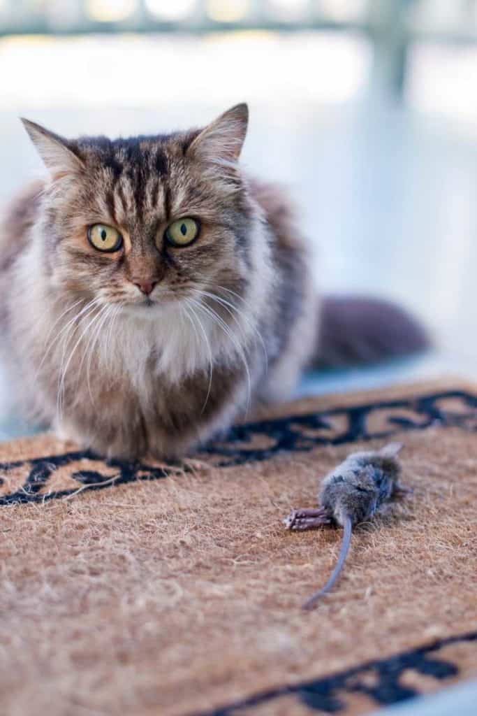 mouse and cat