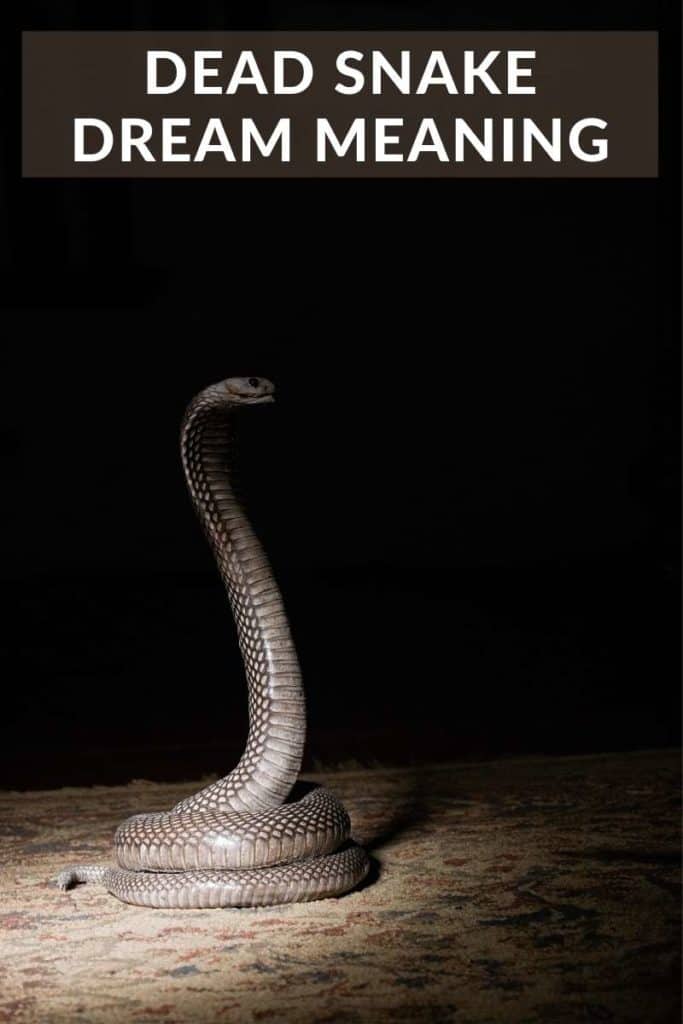 Are You Beating a Dead Snake? - CX Journey™