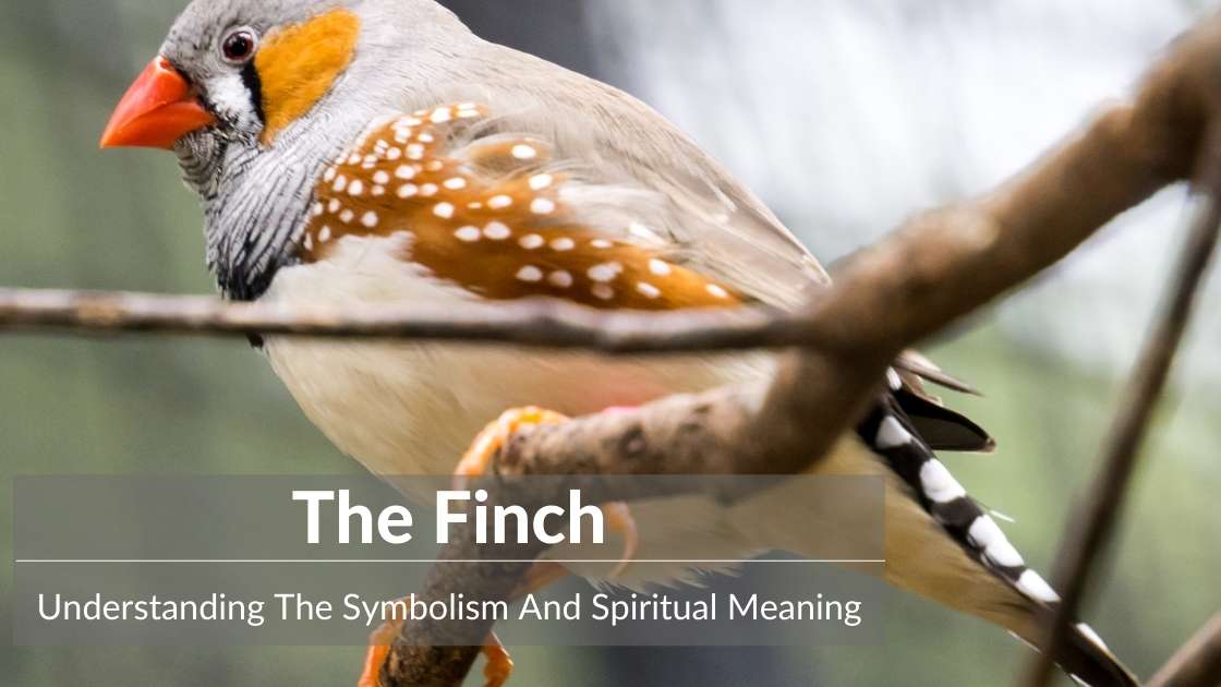 Finch symbolism