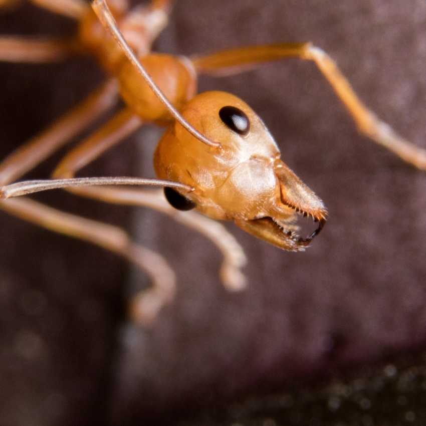 Fire ants demonstrating collective fire energy and transformation