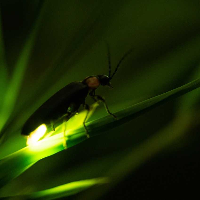Fireflies glowing at night representing gentle fire illumination