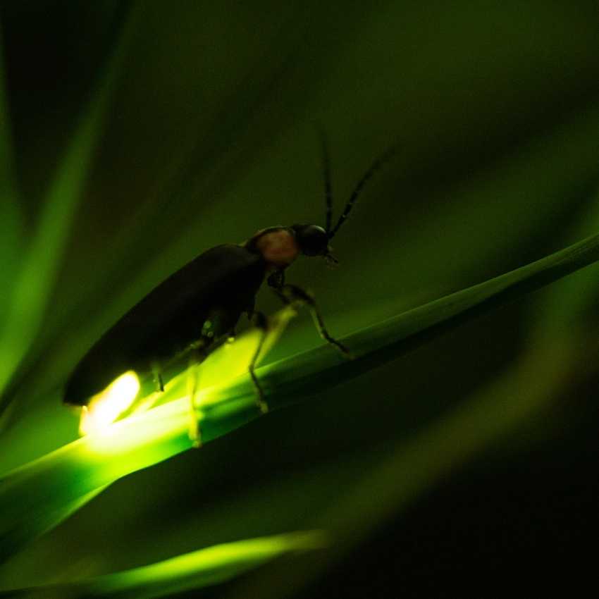 Fireflies represent fire