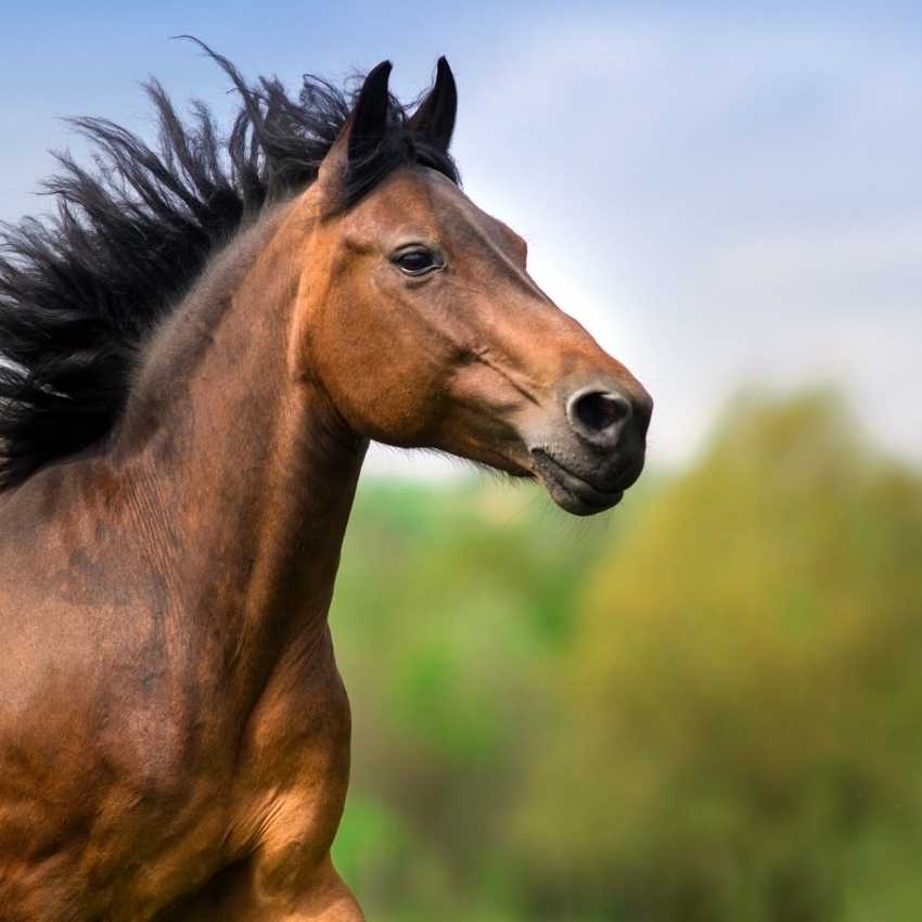 horse