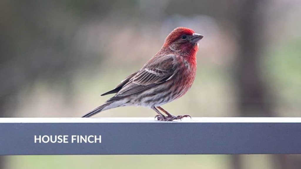 House Finch