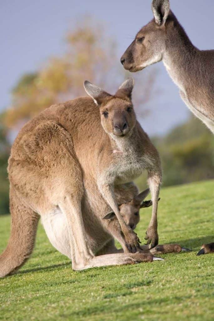 Kangaroo family