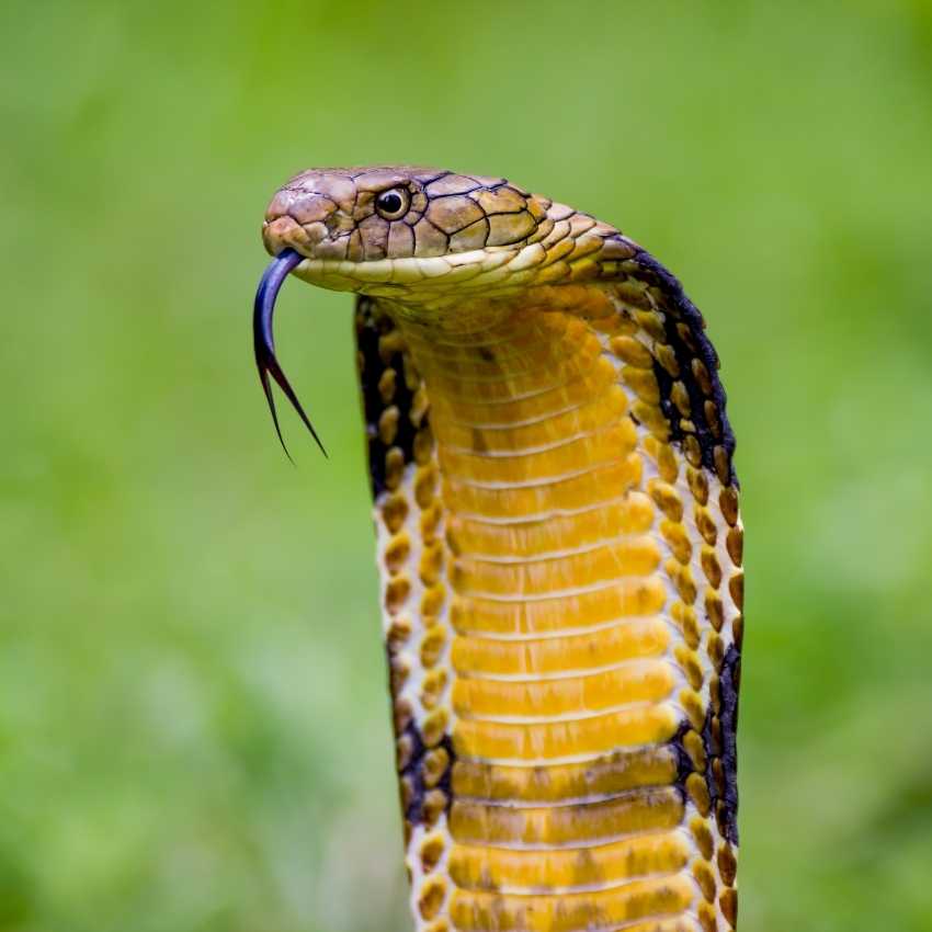 King cobra with expanded hood representing fire's defensive power