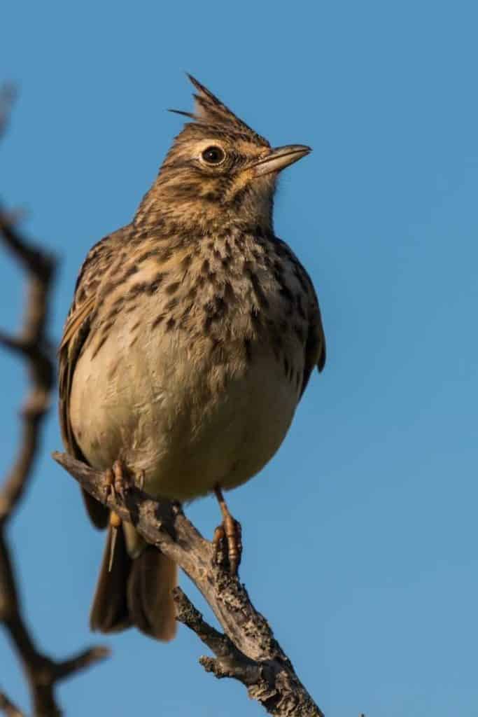 Lark spirit animal Bird Symbolism Uncovered: Unlock the Spiritual Meanings in Our Feathered Friends