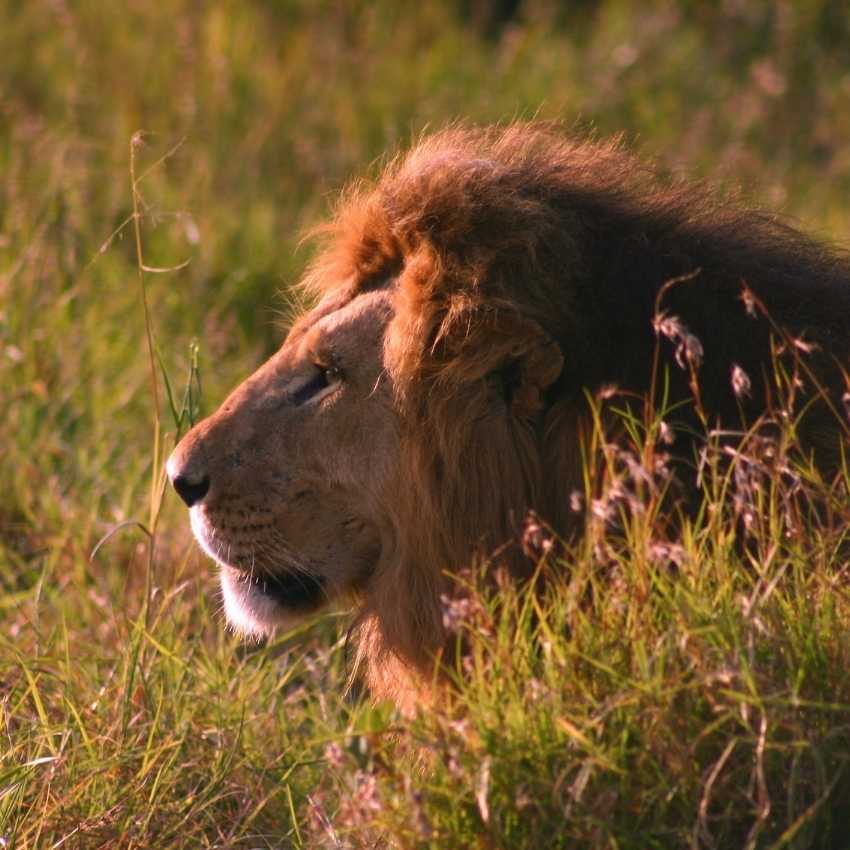 Lion representing fire symbolism with its golden mane