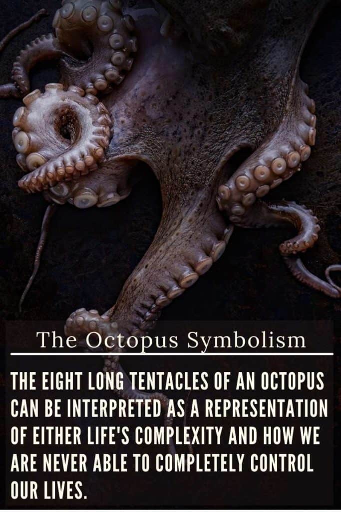 Octopus meaning