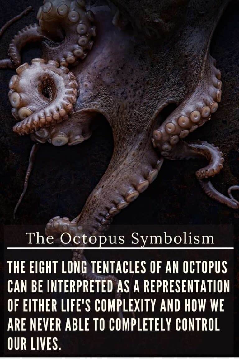 The Octopus Symbolism - A Guide To Meaning Of The Octopus