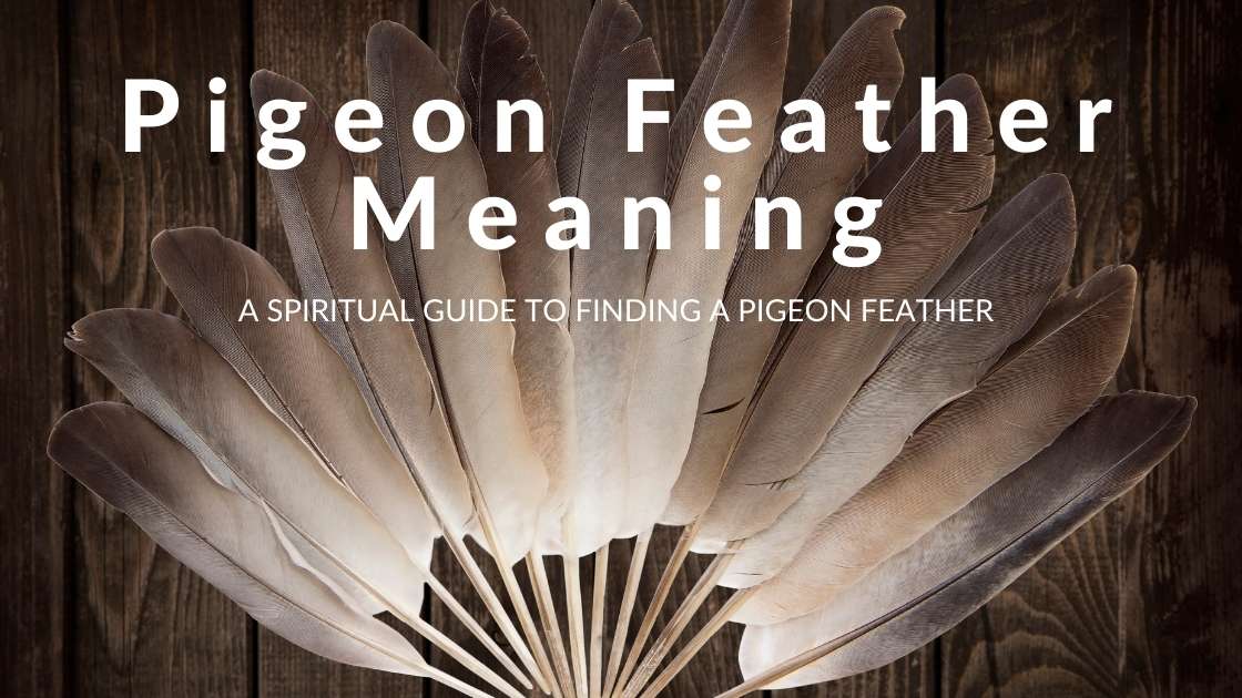 Pigeon Feather Meaning What It Means When You Find One