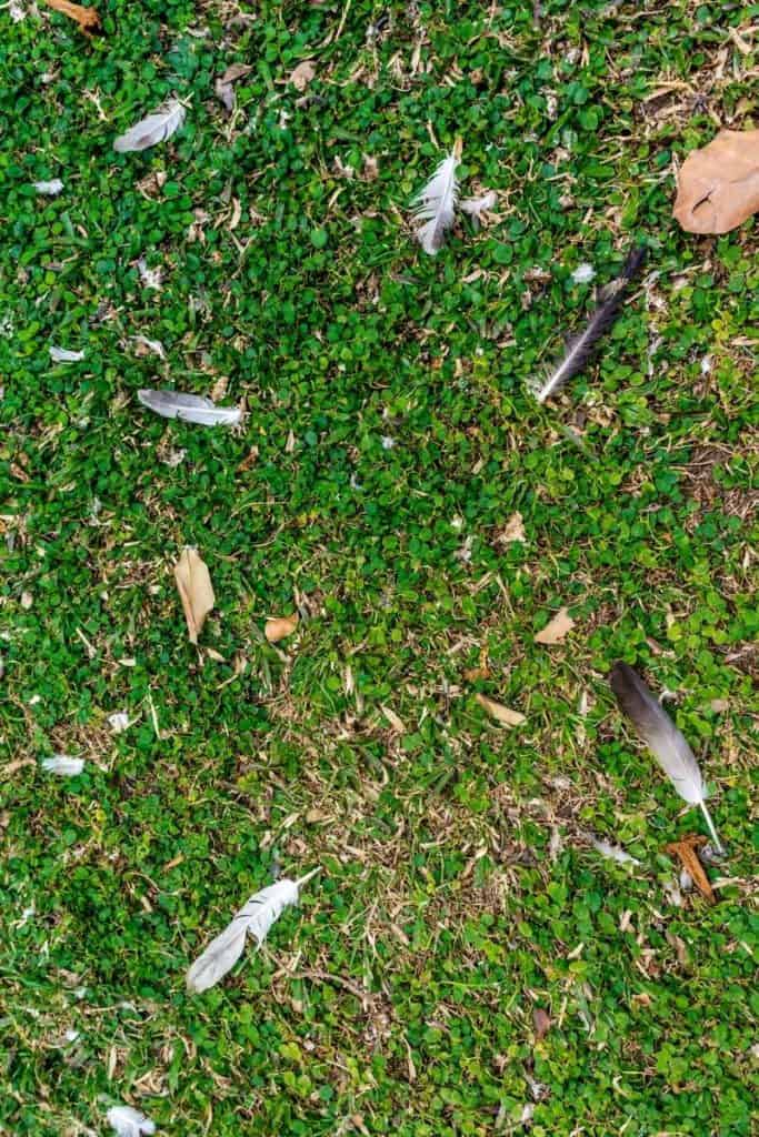 pigeon feather symbolism