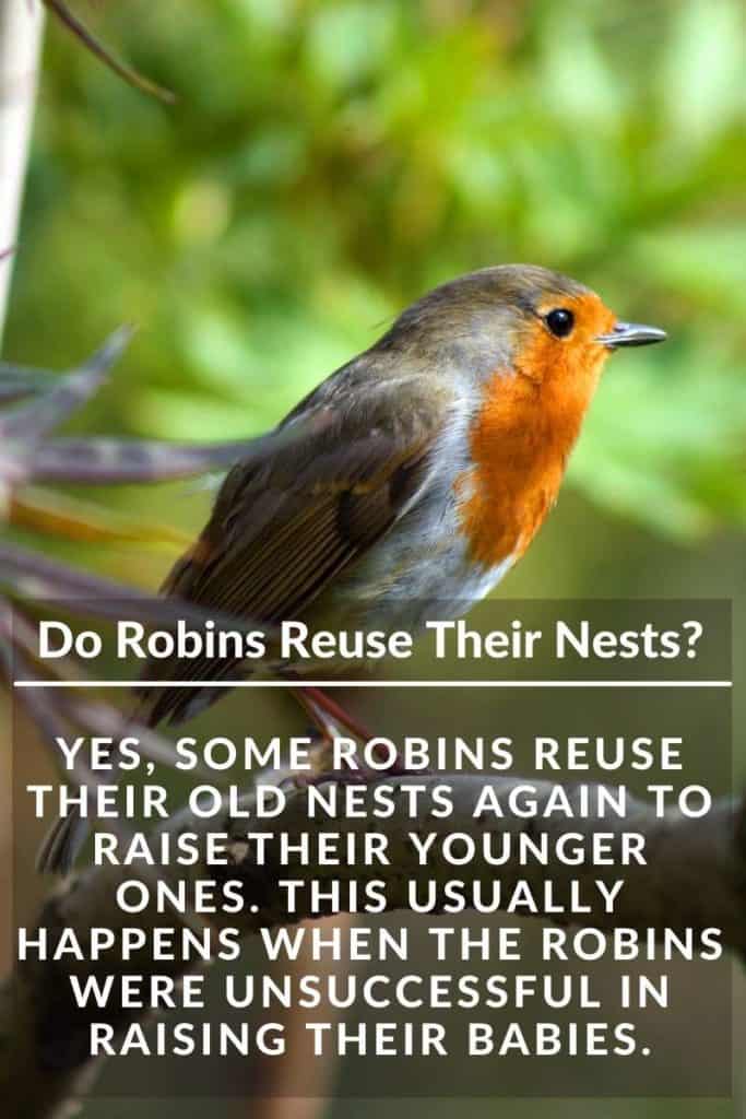 Robin bird nest