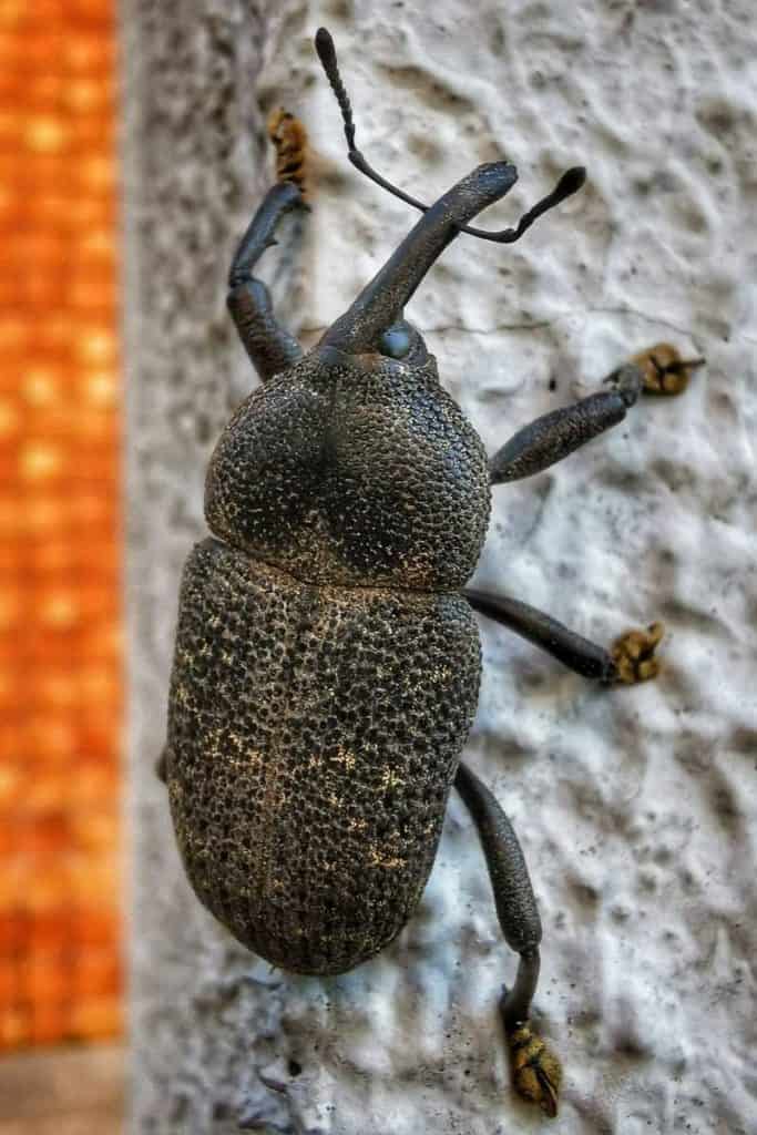 Spiritual meaning beetle